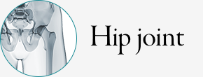 Hip Joint