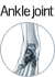 Ankle joint