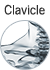 Clavicle
